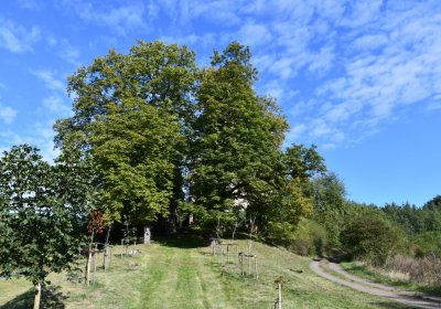 Bílenec, Omnium, 2020