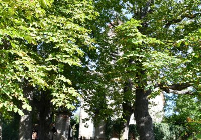 Bílenec, Omnium, 2020