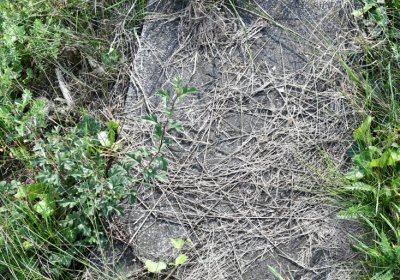 Podbořany k Valovu, Omnium, 2020