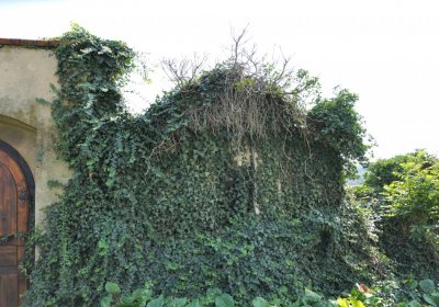 Lipenec, Omnium, 2020