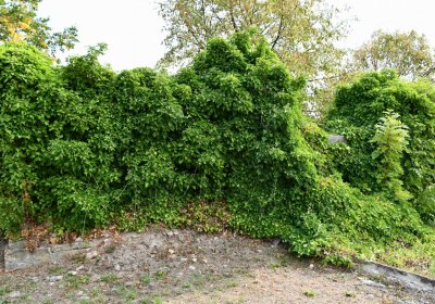 Osek - městský, Omnium, 2018