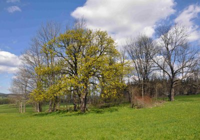 Hřbitov Dlouhá Ves, Omnium, 2017