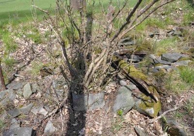 Hřbitov Dlouhá Ves, Omnium, 2017