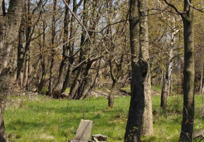 Hřbitov Dlouhá Ves, Omnium, 2017