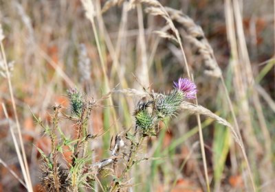 Podbořany židovský, Omnium, 2020
