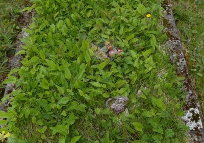 Břehovská Dáša, 2017