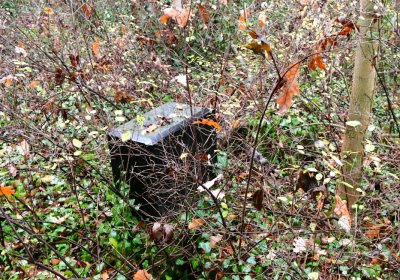 Měcholupy, Omnium, 2020