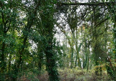 Měcholupy, Omnium, 2020