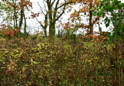 Měcholupy, Omnium, 2020