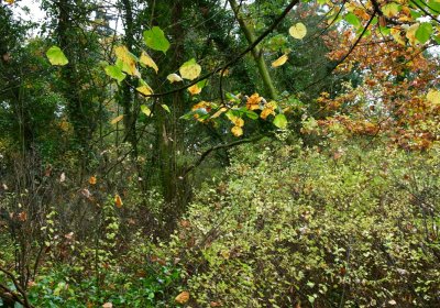 Měcholupy, Omnium, 2020