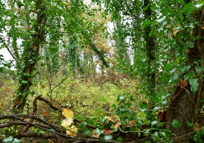 Měcholupy, Omnium, 2020