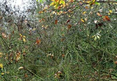 Měcholupy, Omnium, 2020