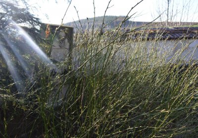 Břehovská Dáša, 2017