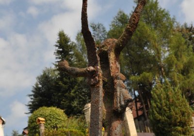 Mikulov v Krušných horách, Omnium, 2018