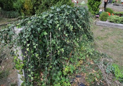 Mikulov v Krušných horách, Omnium, 2018