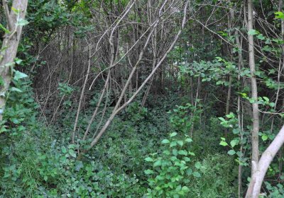 Zaniklá část hřbitova, Větrovská Barbora, 2016