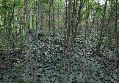 Zaniklá část hřbitova, Větrovská Barbora, 2016