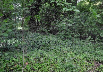 Zaniklá část hřbitova, Větrovská Barbora, 2016