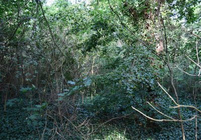 Horní Beřkovice, Omnium, 2020