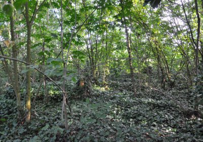 Horní Beřkovice, Omnium, 2020