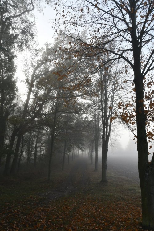 Pavlovice