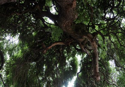 Nížebohy, Omnium, 2020