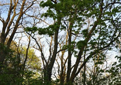 Hřbitov Krásné Loučky, Omnium, 2017