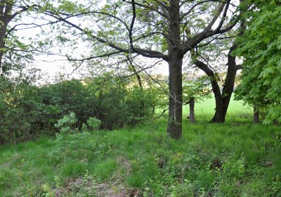 Hřbitov Krásné Loučky, Omnium, 2017