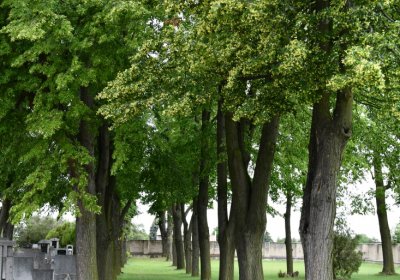 Mšené-lázně, Omnium, 2020