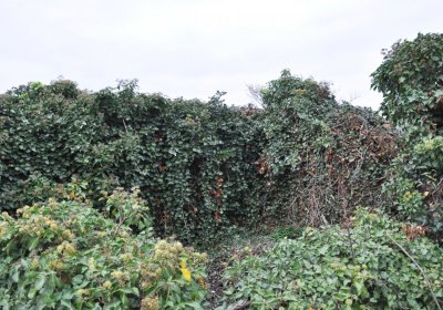 Bítozeves, Omnium, 2020