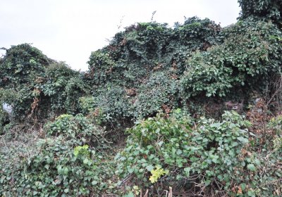 Bítozeves, Omnium, 2020