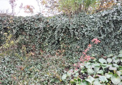 Bítozeves, Omnium, 2020