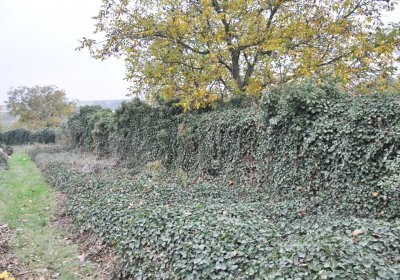 Bítozeves, Omnium, 2020