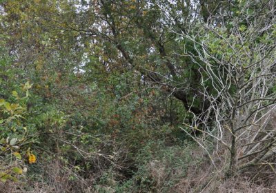 Křimov, Omnium, 2020