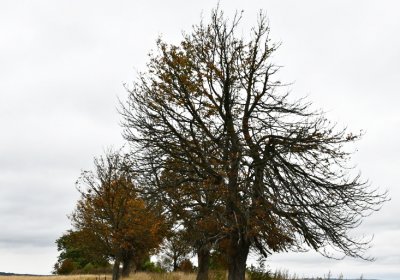 Křimov, Omnium, 2020