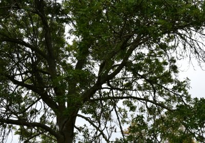 Křimov, Omnium, 2020