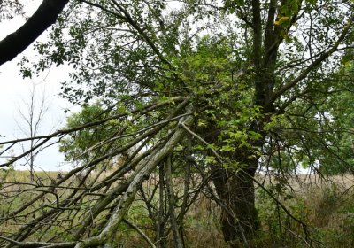 Křimov, Omnium, 2020