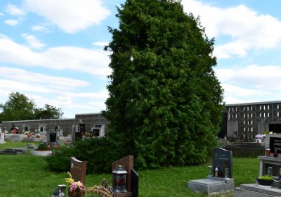 Chodovlice, Omnium, 2020