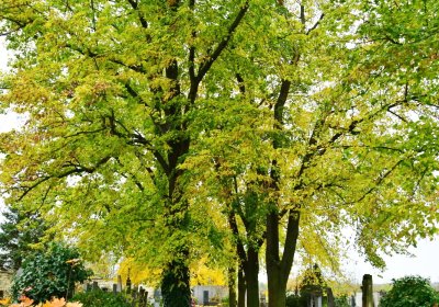 Chlumčany, Omnium, 2020