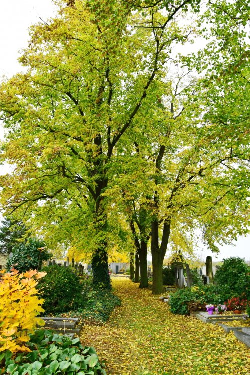 Chlumčany