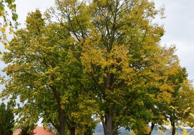 Veltěže, Omnium, 2020