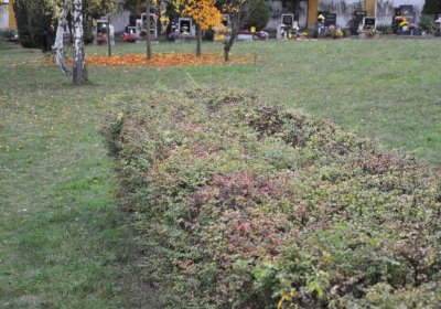 Vršovice u Loun, Omnium, 2020