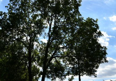 Čížkovice židovský hřbitov, Omnium, 2020