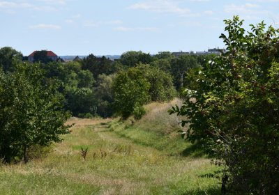 Čížkovice židovský hřbitov, Omnium, 2020