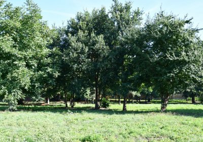 Terezín vojenský zaniklý, Omnium, 2020