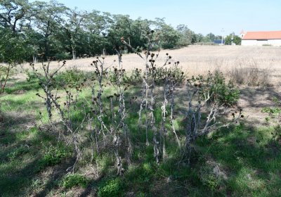 Hradiště, Omnium, 2020