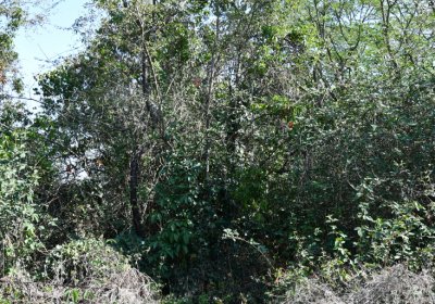 Hradiště, Omnium, 2020