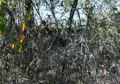 Hradiště, Omnium, 2020