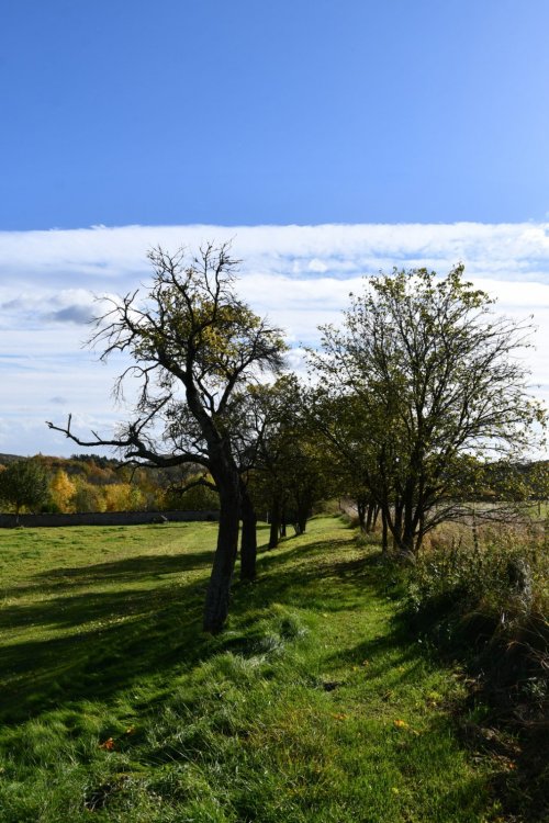 Bořejov