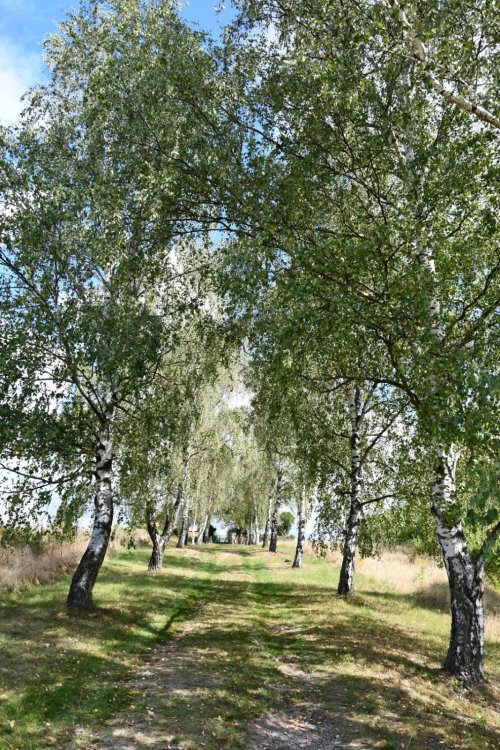 Hedčany